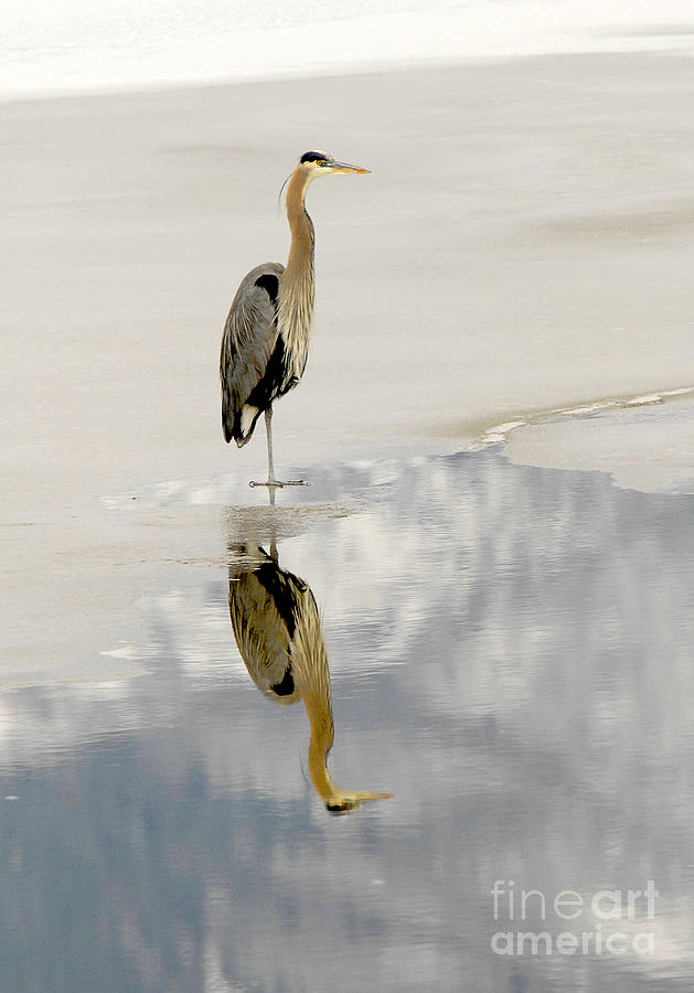Great Blue Heron Reflected Photograph by Dennis Hammer