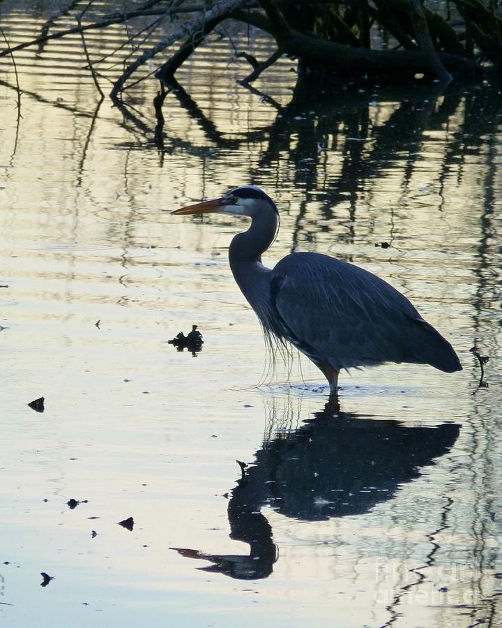 Great blue heron reflection at dusk Photograph by As the Dinosaur Flies ...