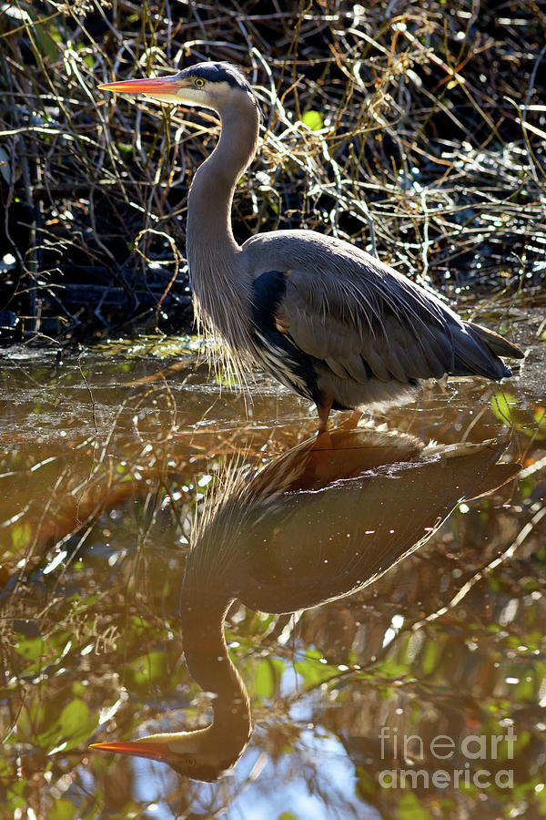Great Blue Heron Reflection Photograph by Terry Elniski