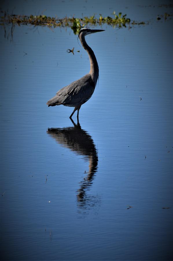 Great Blue Heron Reflection Photograph by Warren Thompson