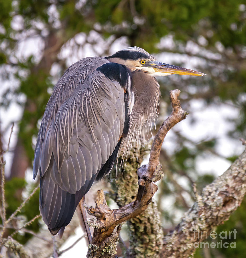 Great Blue Heron Relaxing - Ardea Herodias Photograph by DB Hayes