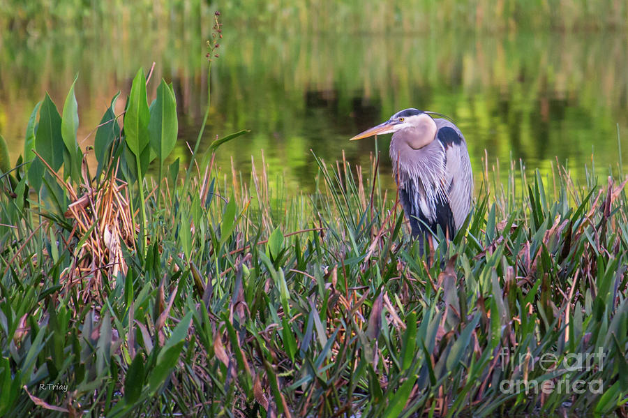 Great Blue Heron Photograph by Rene Triay FineArt Photos