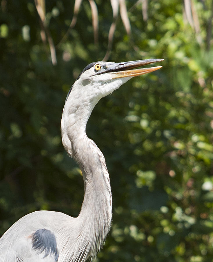 Great Blue Heron Photograph by Rick Rocha - Pixels