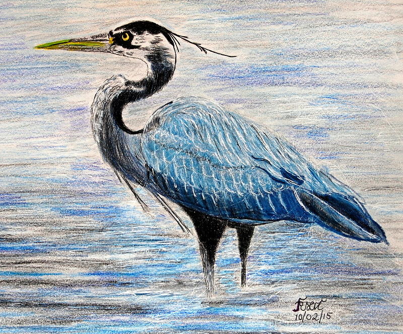 Great Blue Heron Drawing by Rita Lulay Malsch