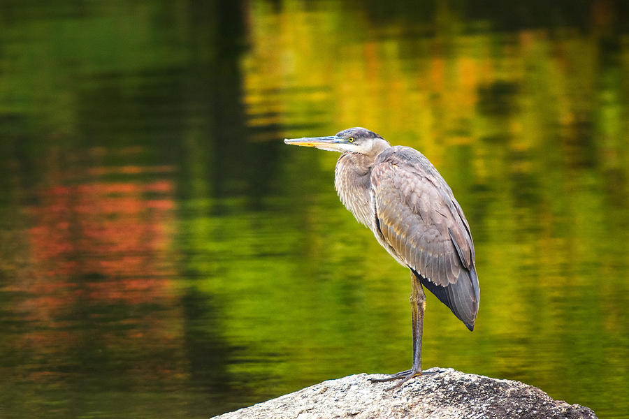 Great Blue Heron Photograph by Robert Clifford