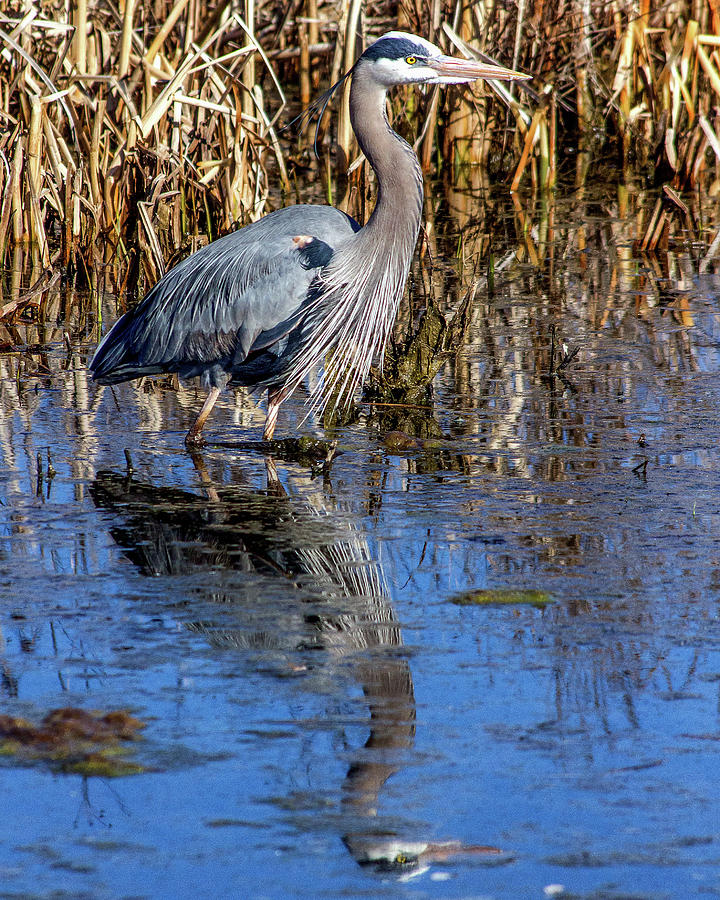 Great Blue Heron Photograph by Rod Best