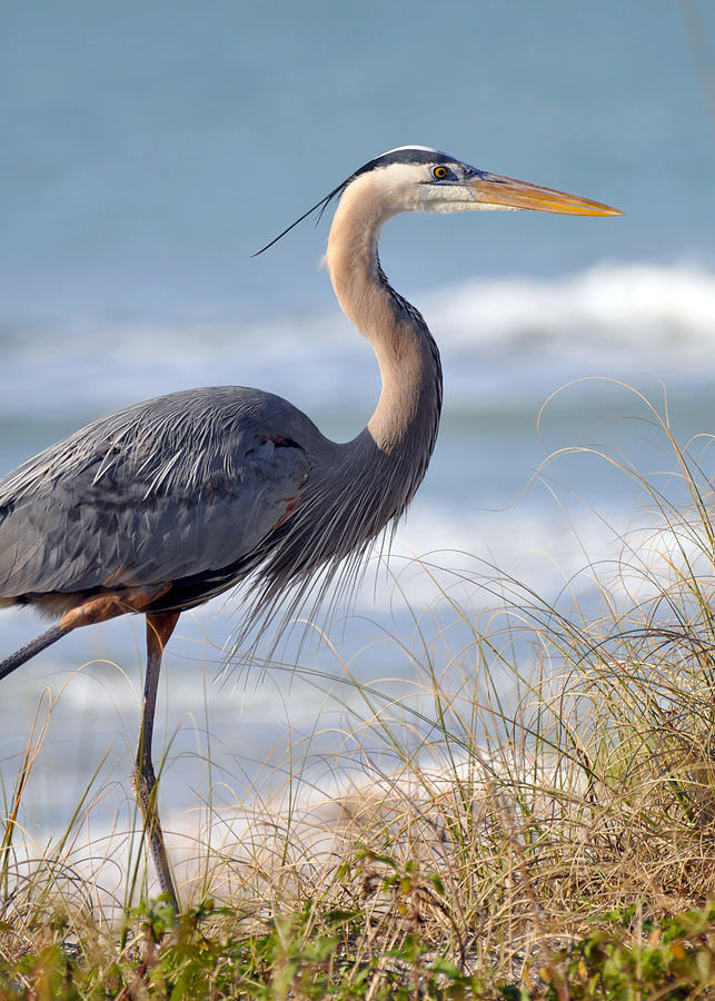 Great Blue Heron Photograph by Rose  Hill