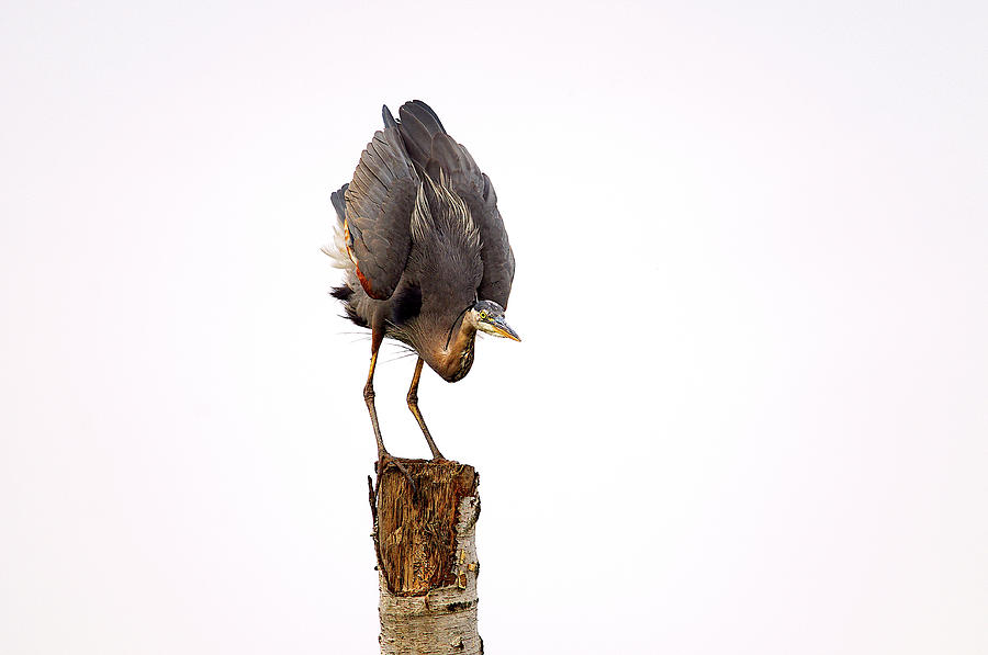 Great Blue Heron Yoga Pose by Sharon Talson Great Blue Heron Yoga Pose by Sharon Talson