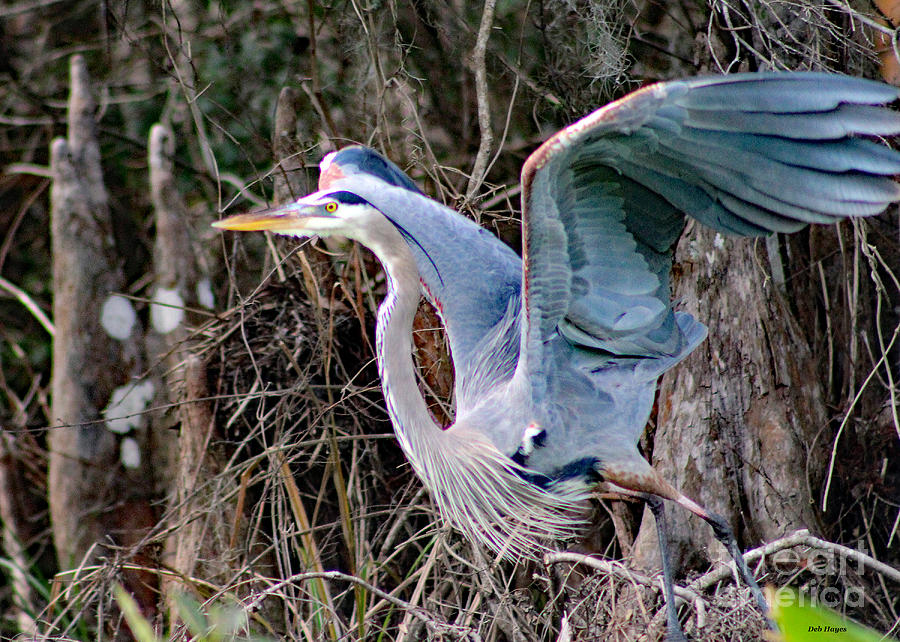 Nature Photograph - Great Blue Heron - Signed by DB Hayes