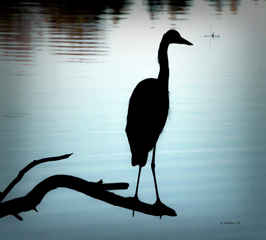 Great Blue Heron Silhouette Photograph by Brian Wallace
