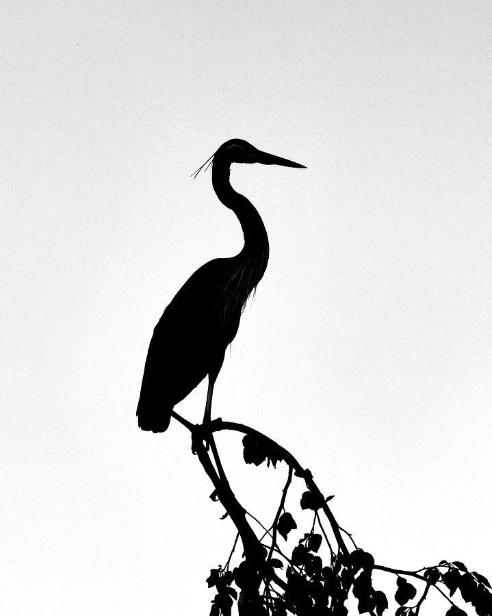Great Blue Heron Silhouette Photograph by Ken Stampfer