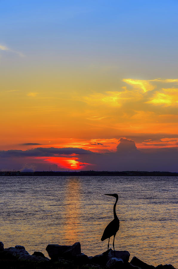 Great Blue Heron Silhouette Photograph by Patrick Wolf
