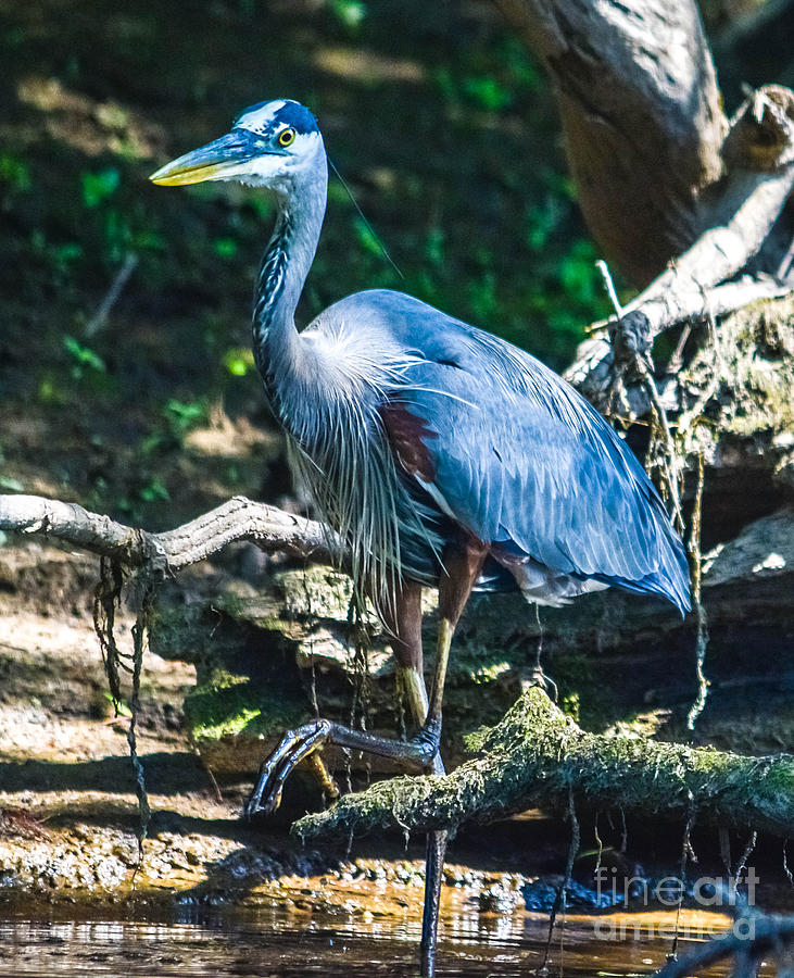 Great Blue Heron, Simsbury CT Photograph by Libby Lord