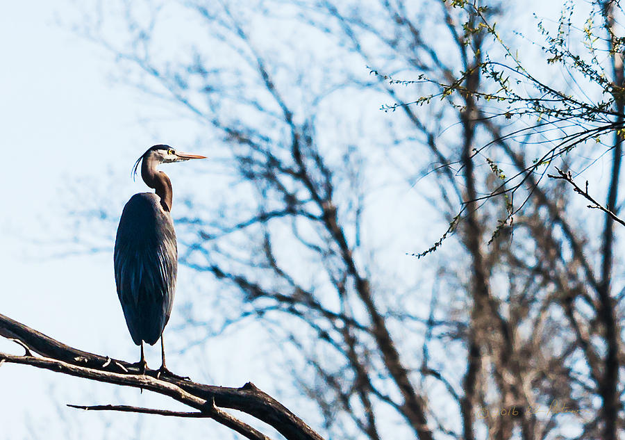 Great Blue Heron Sitting In A Tree Photograph by Ed Peterson