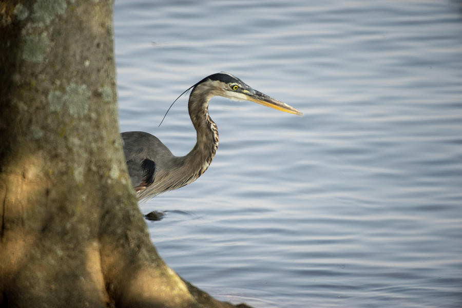 Great Blue Heron Sneaking from Behind Tree Photograph by Douglas Barnett