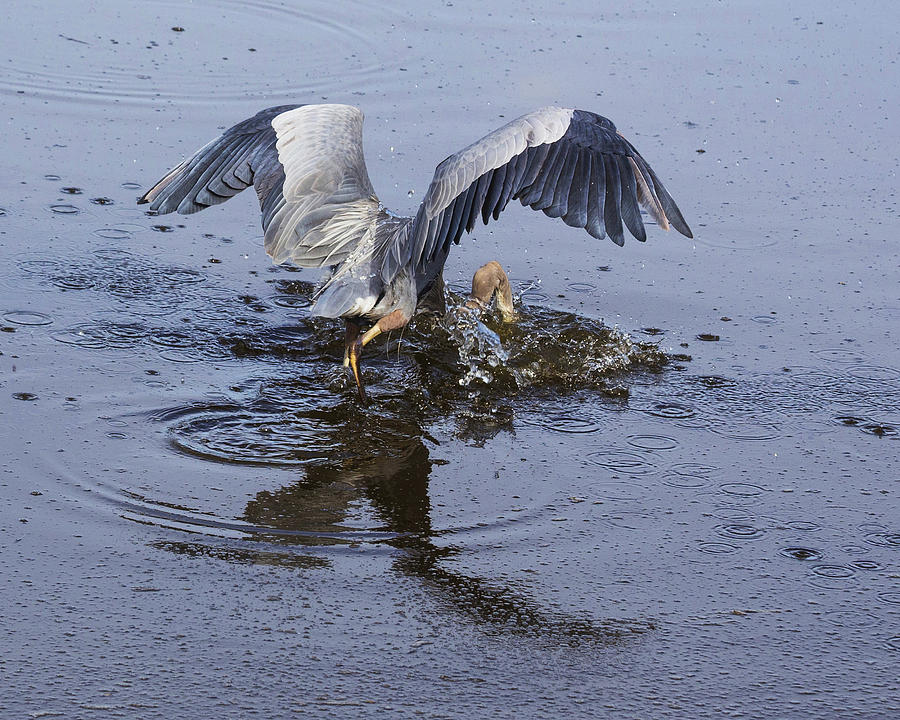 Bird Photograph - Great Blue Heron - South Padre Island by TN Fairey