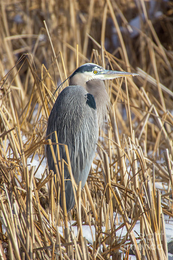 Great Blue Heron Photograph by Spencer Baugh