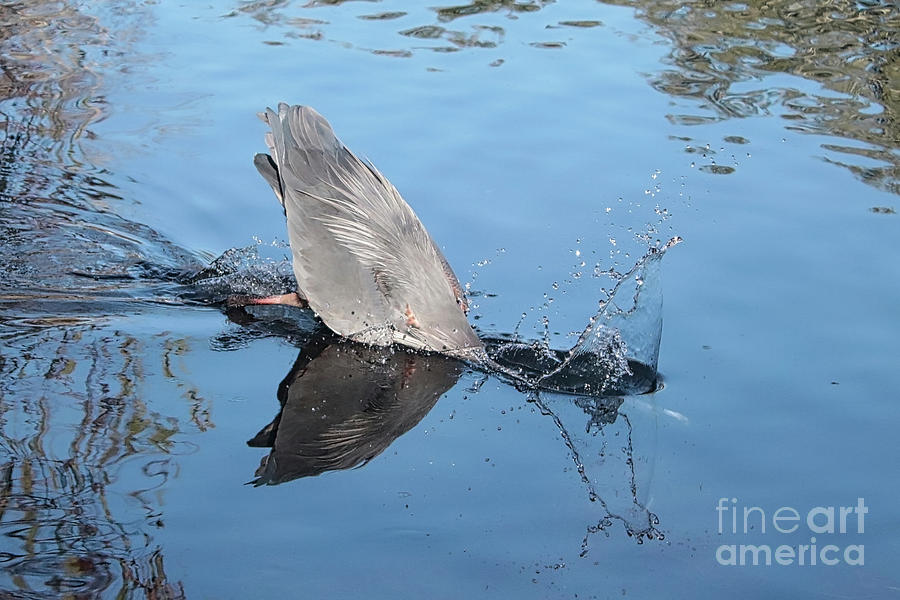 Great Blue Heron Splash Photograph by Carol Groenen