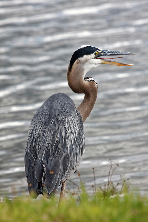 Great Blue Heron Squawking Photograph by Sally Weigand