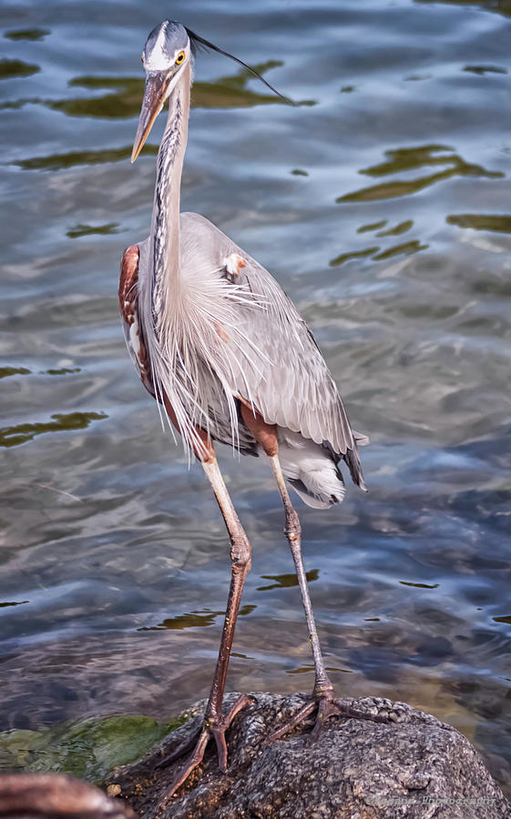 Great Blue Heron, St Andrews State Park Photograph by Debra Forand
