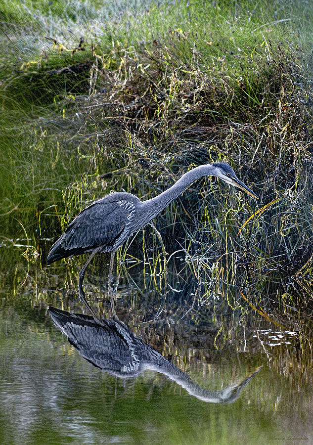 Great Blue Heron Stalking Breakfast Photograph by Marty Saccone