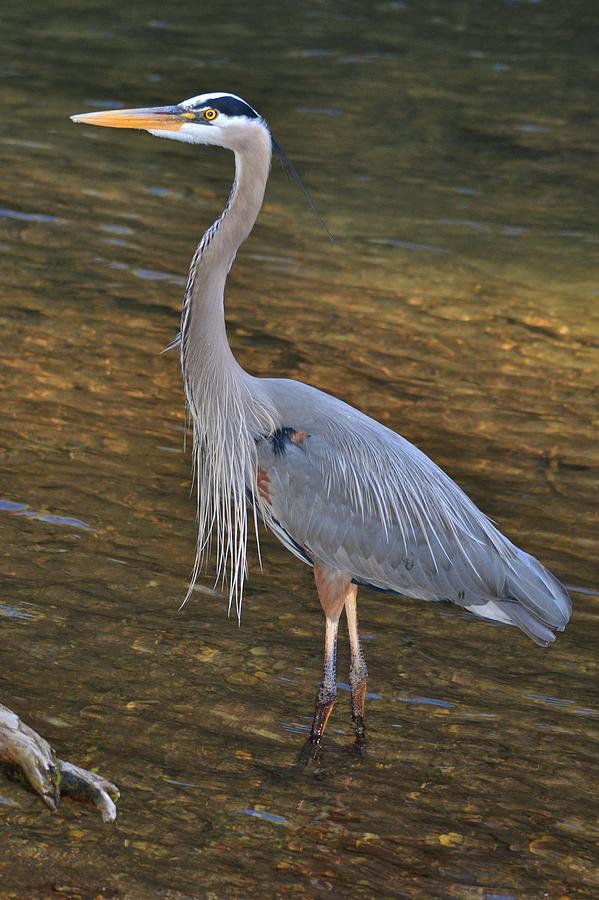 Great Blue Heron Stalking Fish Photograph by Kendra Blair - Fine Art ...