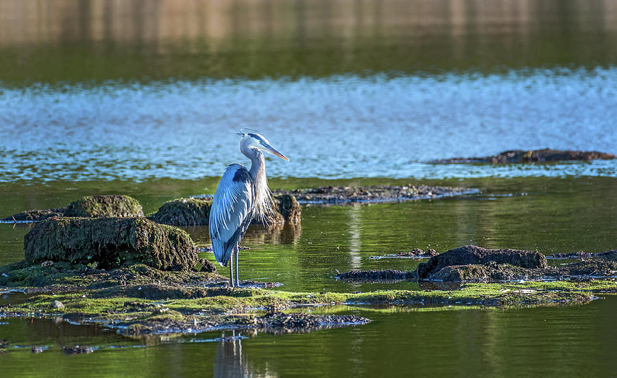 Great Blue Heron Standing in a Chesapeake Bay pond on a sunny da Photograph by Patrick Wolf