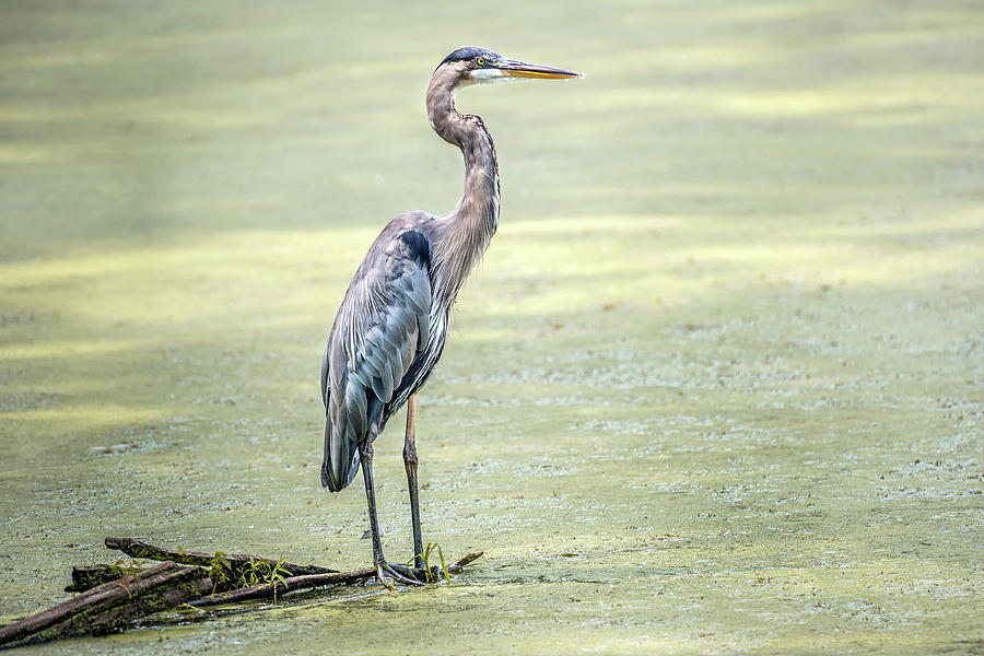 Great Blue Heron standing in a marsh Photograph by Patrick Wolf