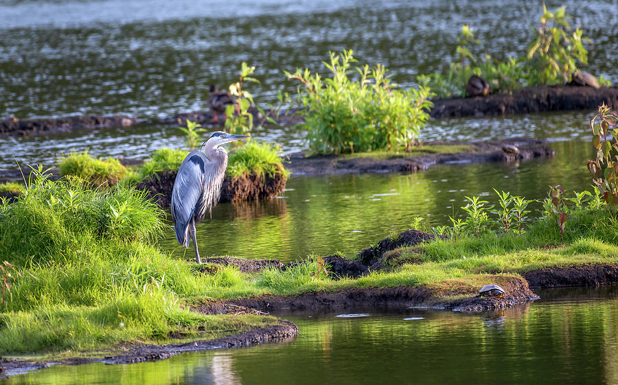 Great Blue Heron Standing on an island in the Chesapeake Bay Photograph by Patrick Wolf