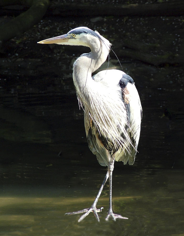 Great Blue Heron Standing Profile Photograph by William Bitman