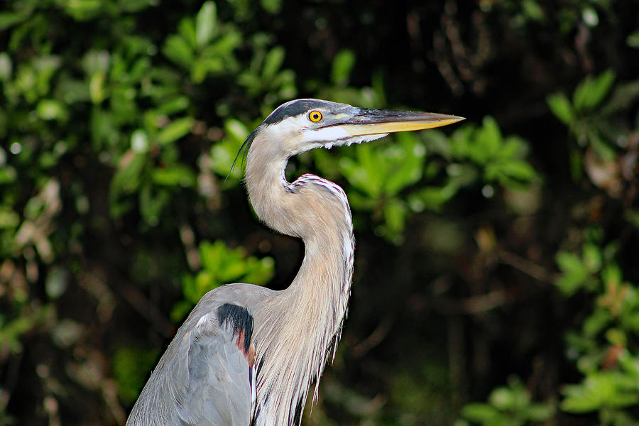 Great Blue Heron Standing Proud Photograph by DB Hayes