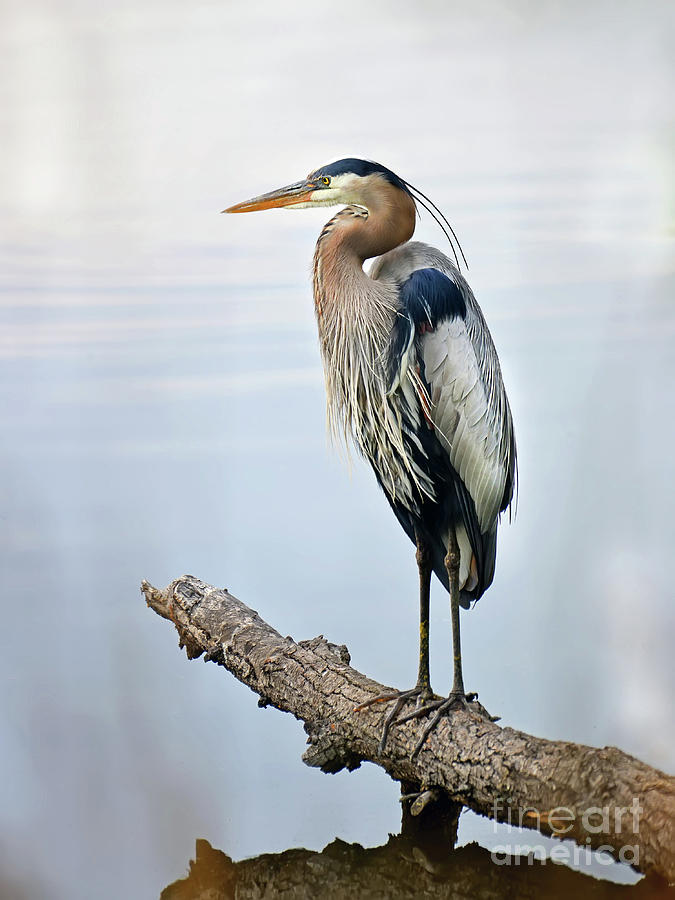 Great Blue Heron standing proudly on a log over looking the Ches Photograph by Patrick Wolf