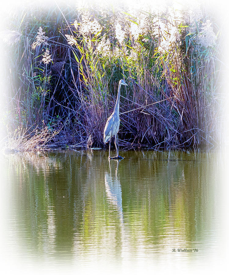 Great Blue Heron Standing Tall Photograph by Brian Wallace