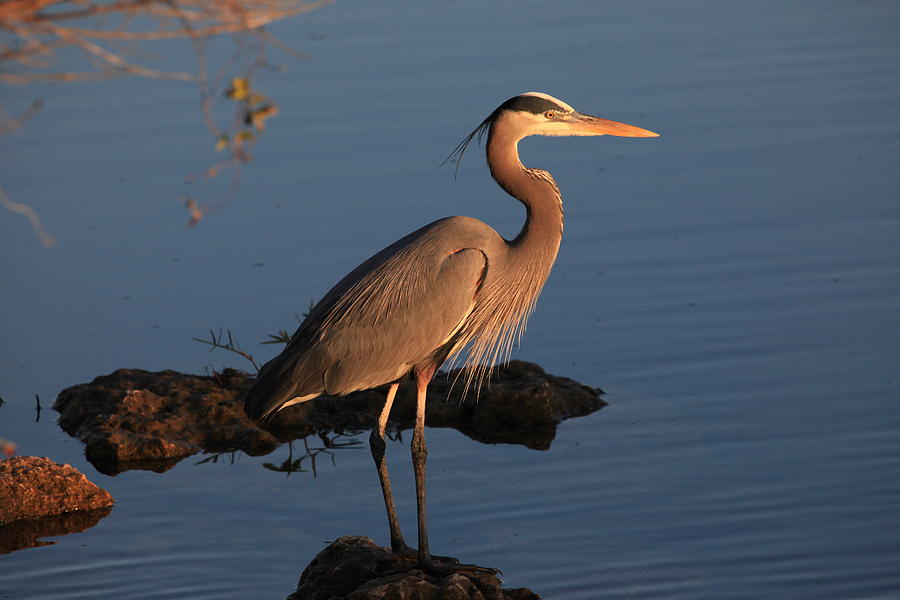 Great Blue Heron staring into the sunset Photograph by Richard La Belle ...