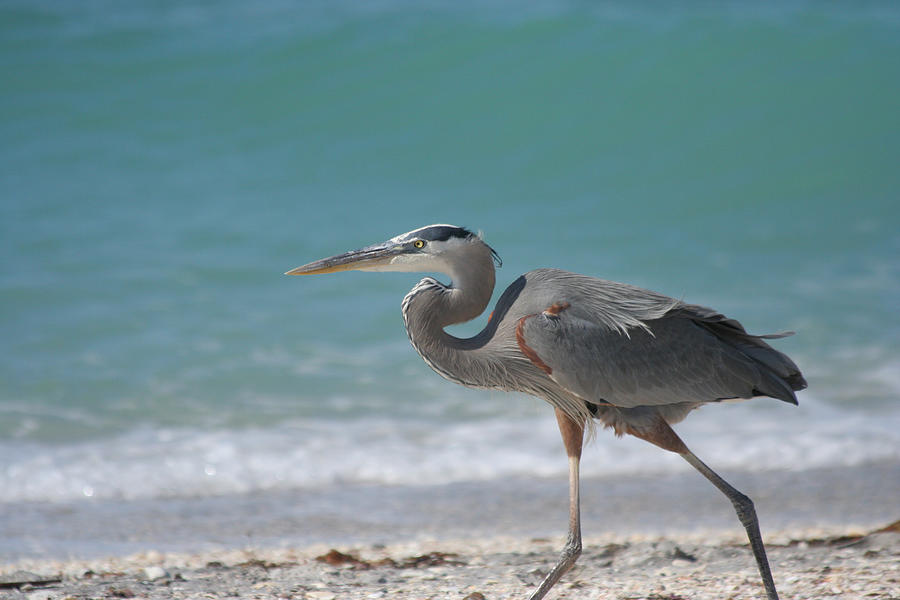 Great Blue Heron Strolling on the Beach Photograph by Bonnie Anderson ...