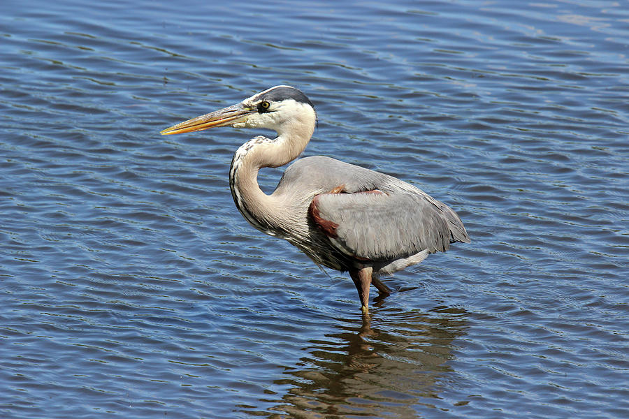 Great Blue Heron Photograph by Sue Feldberg - Fine Art America