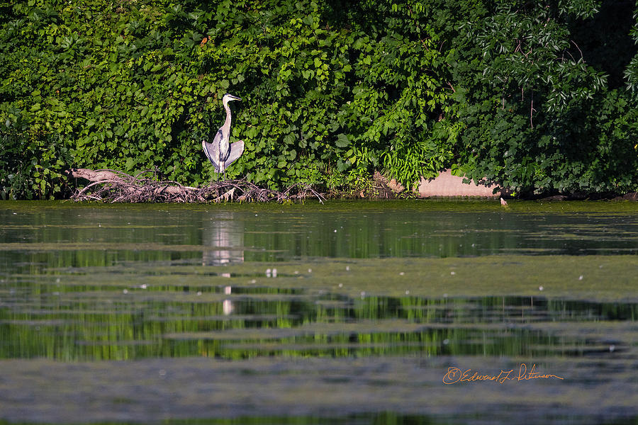 Great Blue Heron Sunning 2 Photograph by Ed Peterson