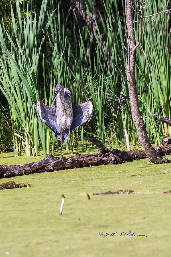 Great Blue Heron Sunning Photograph by Ed Peterson