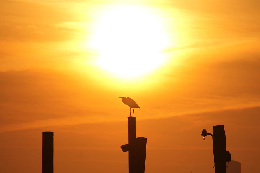 Great Blue Heron Sunning Photograph by Robert Banach