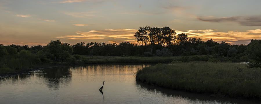 Great Blue Heron Sunset 1 Photograph by David Drew