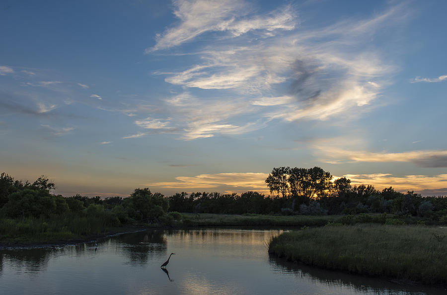 Great Blue Heron Sunset 3 Photograph by David Drew