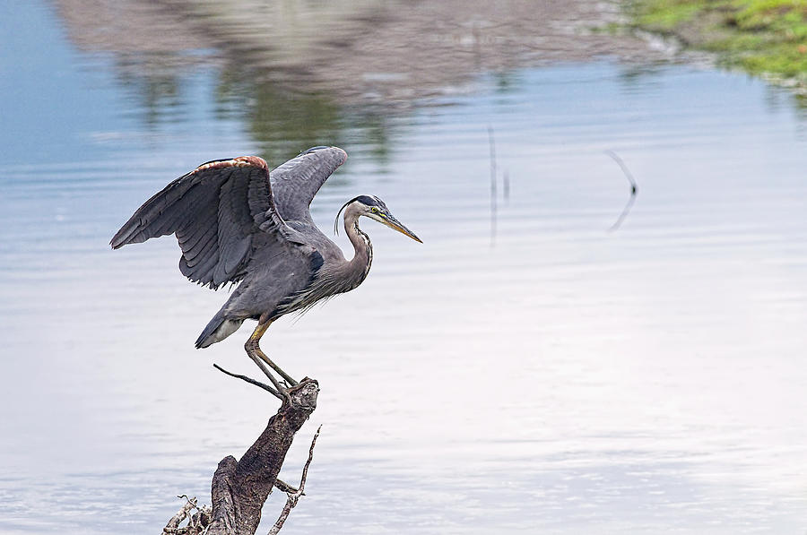 Great Blue Heron Sunset 2 by Sharon Talson Great Blue Heron Sunset 2 by Sharon Talson
