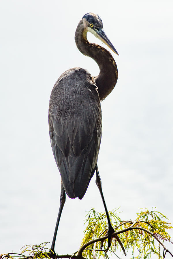 Animal Photograph - Great Blue Heron Surprised From Behind by Duane Lipham