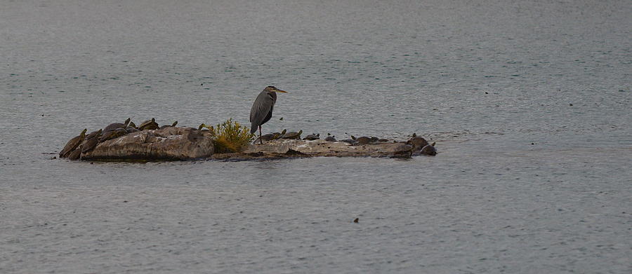 Great blue heron surrounded by tutles Photograph by James Smullins