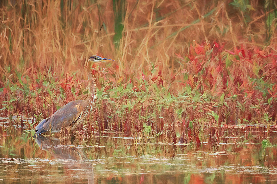 Great Blue Heron Photograph by Susan Rissi Tregoning