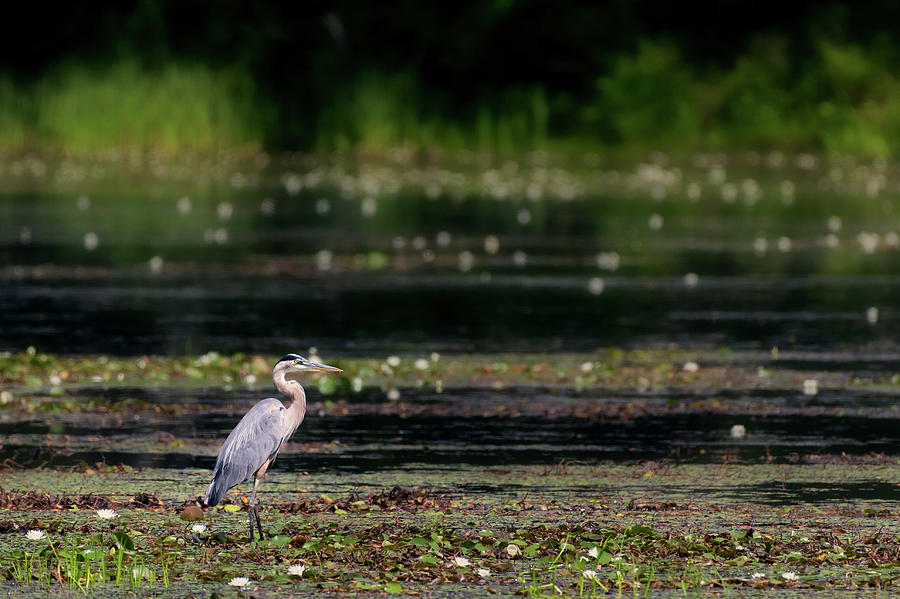 Great Blue Heron Swamp Photograph by Bill Wakeley