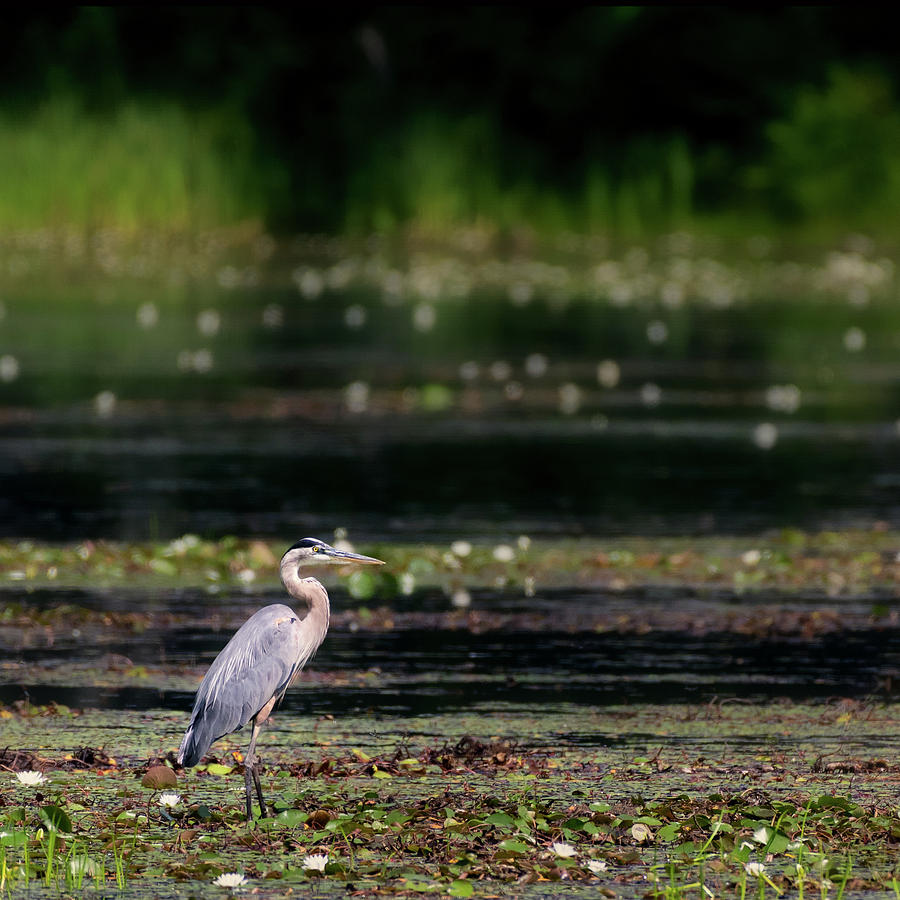Great Blue Heron Swamp square Photograph by Bill Wakeley
