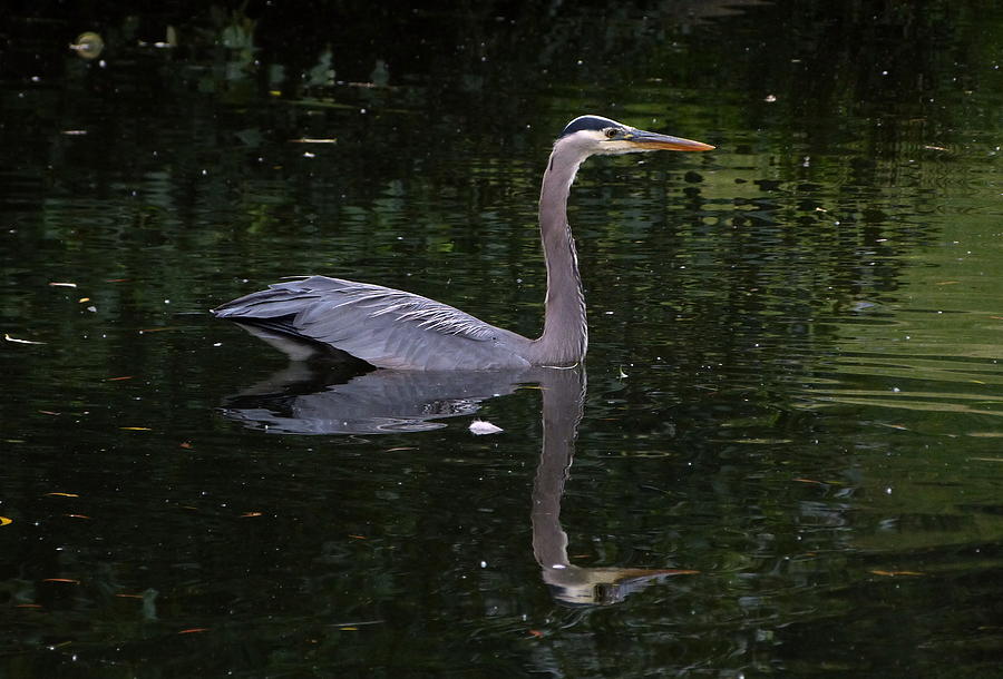 Great Blue Heron Swimming