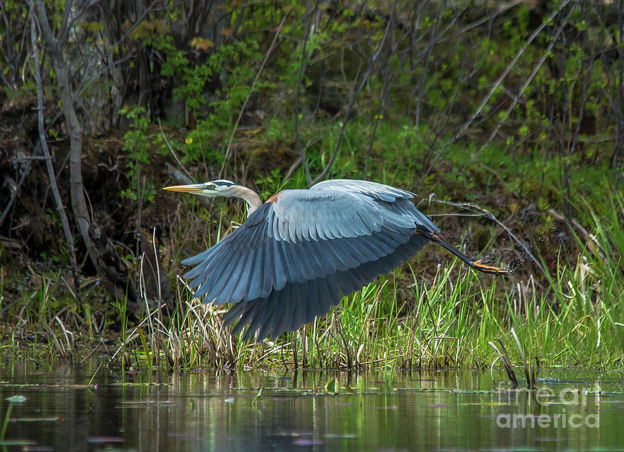 Great Blue Heron Take Off Photograph by Cheryl Baxter