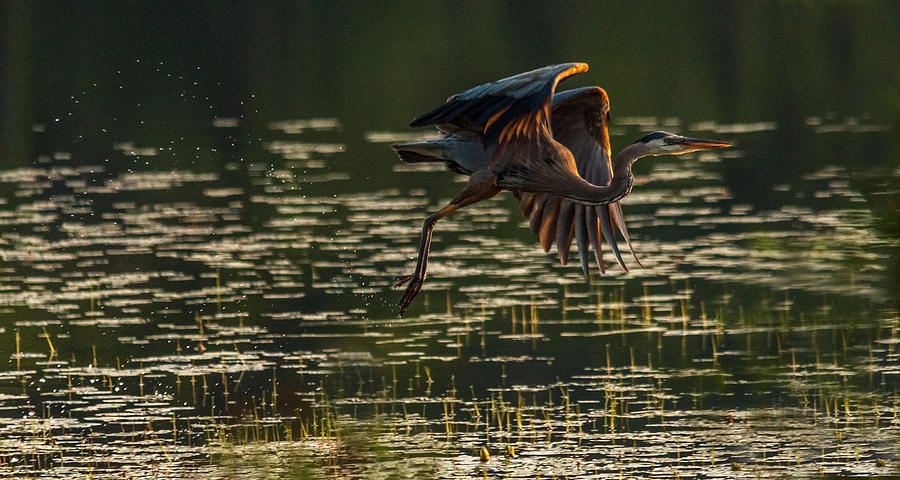 Great Blue Heron Take Off Photograph by Steve Dunsford - Fine Art America